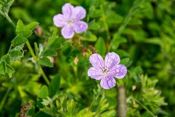 浜辺に咲くピンクのエゾフウロ
