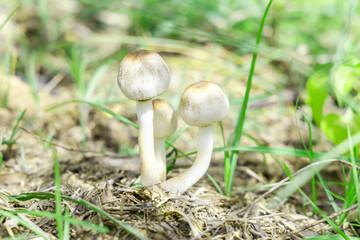 Mushrooms from nature. Family of fungi grows up in the forest