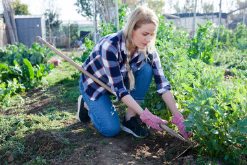 Young woman weeds with a hoe the garden bed. High quality photo - obrazy, fototapety, plakaty
