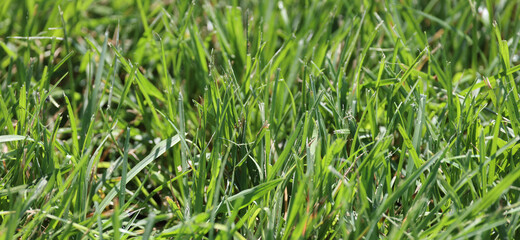 green grass background