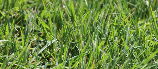 green grass on the grass