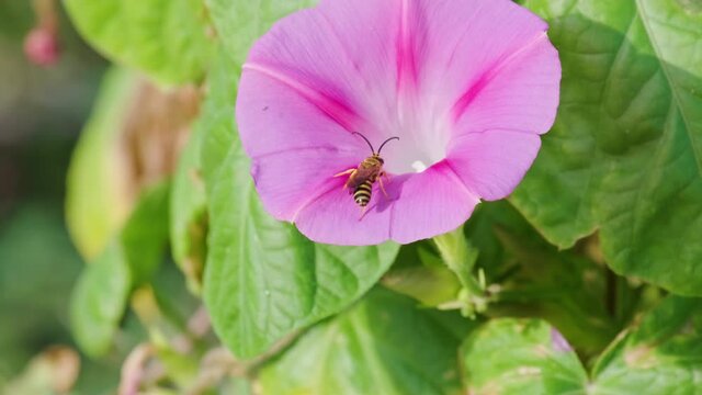 Wasp Sitting On The Petal Of A Beautiful Morning Glory Flower In Bloom At The Garden. close up