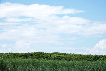 沖縄県 波照間島の風景
