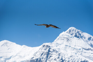 Naklejka premium eagle in the mountains