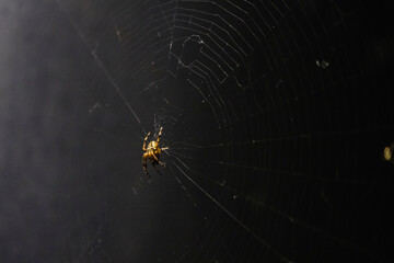 spider on web