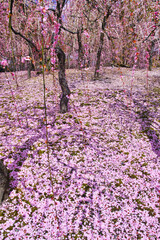 日本の春景色、紅白の梅の花が散って敷き詰められた梅林
