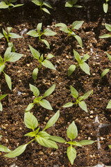 close up Pepper sprout in the soil.
