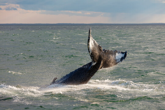 Humpback Whale Tail