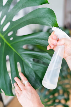 Anonymous Man Sprays water on plants