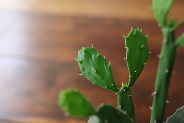 Naklejka premium Cactus