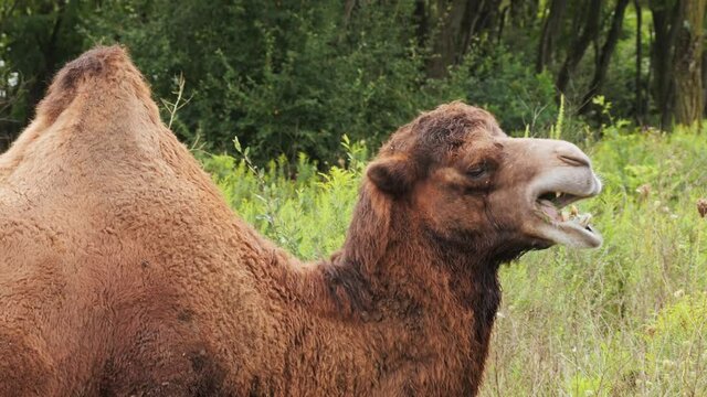 4K Close-Up Video of a Camel