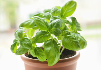 Fresh basil in pot, closeup