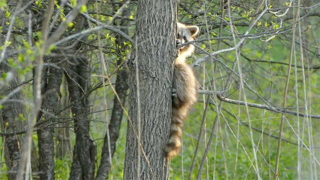 Racoon holding onto a tree while looking toward the camera.