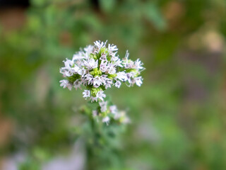 Homegrown organic oregano flower close-up