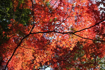 紅葉