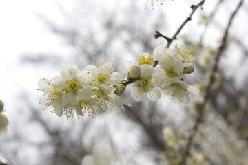 Apricot flower on nature background