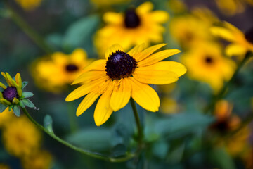 A Black Eyed Susan Flower In The Garden