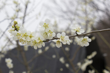 Apricot flower on nature background