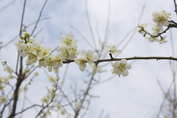 Apricot flower on nature background