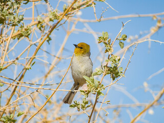Close up shot of a cute Verdin
