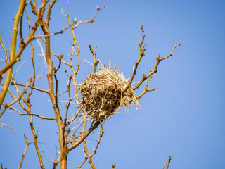 Close up shot of a bird nest