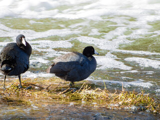 Close up shot of Eurasian coot