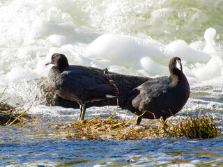 Close up shot of Eurasian coot