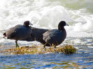 Close up shot of Eurasian coot