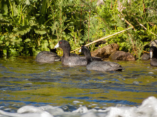 Close up shot of Eurasian coot