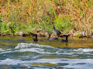 Close up shot of Eurasian coot