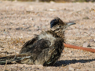Close up shot of cute Roadrunner on the ground