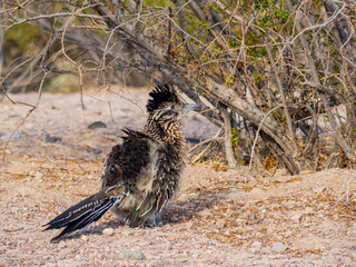 Close up shot of cute Roadrunner on the ground