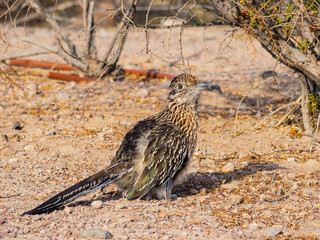 Close up shot of cute Roadrunner on the ground