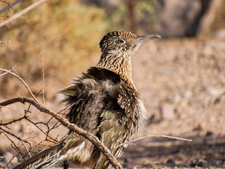 Close up shot of cute Roadrunner on the ground