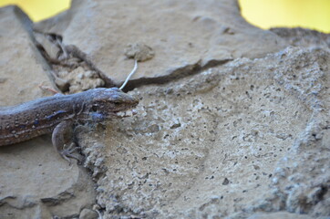 LAGARTO