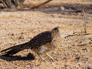 Close up shot of cute Roadrunner on the ground