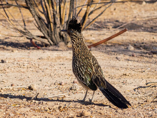 Close up shot of cute Roadrunner on the ground