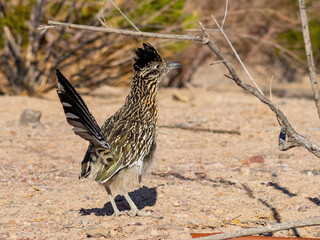 Close up shot of cute Roadrunner on the ground