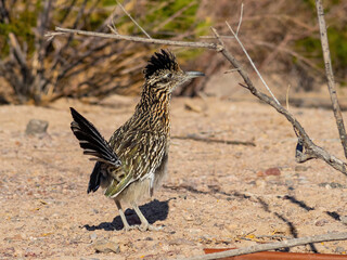 Close up shot of cute Roadrunner on the ground