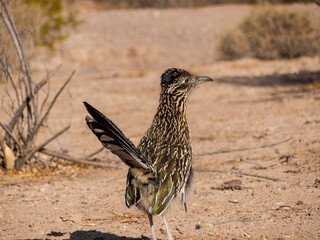 Close up shot of cute Roadrunner on the ground