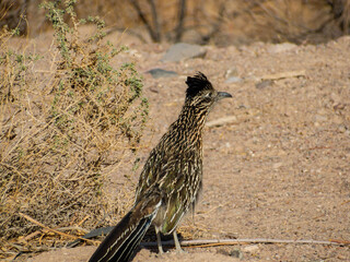 Close up shot of cute Roadrunner on the ground