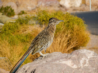 Close up shot of cute Roadrunner on the ground