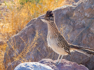 Close up shot of cute Roadrunner on the ground