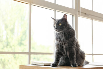 Cute grey cat on table at home
