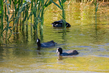 Close up shot of Eurasian coot