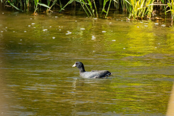 Close up shot of Eurasian coot