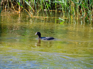 Close up shot of Eurasian coot