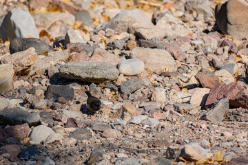 Close up shot of a cute Dark-eyed junco on ground