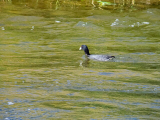 Close up shot of Eurasian coot