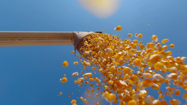 agricultural technology, dry corn grains falling from combine harvester unload into truck with blue sky, harvest season corn harvest